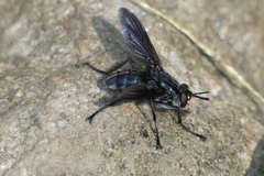 Hermya