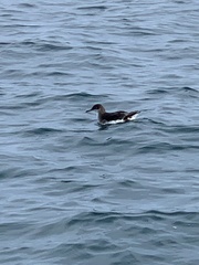Puffinus gavia
