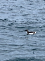 Puffinus gavia