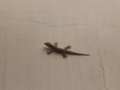 Hemidactylus platyurus