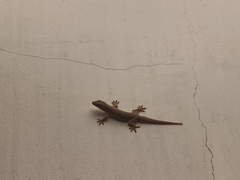 Hemidactylus platyurus