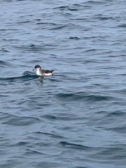 Puffinus gavia