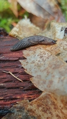 Prophysaon dubium