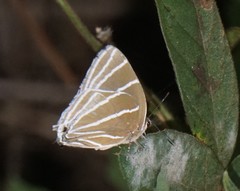 Laothus barajo