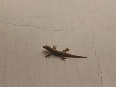 Hemidactylus platyurus