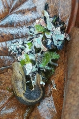 Prophysaon foliolatum