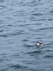Puffinus gavia