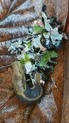 Prophysaon foliolatum