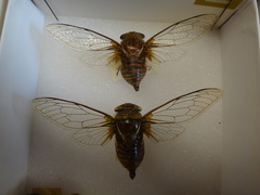 Fidicinoides picea