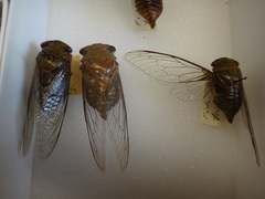 Fidicinoides picea