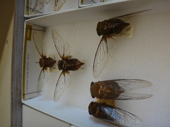 Fidicinoides picea