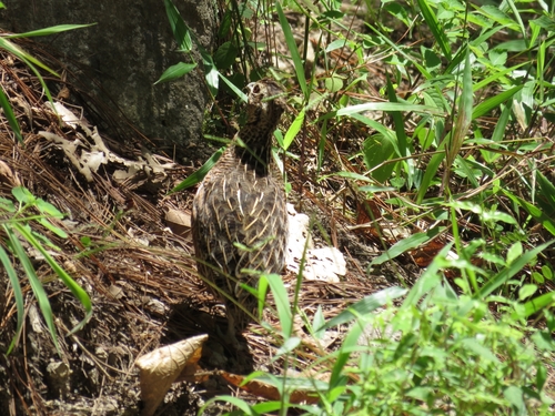 Ocellated Quail (Cyrtonyx ocellatus), photo 7
