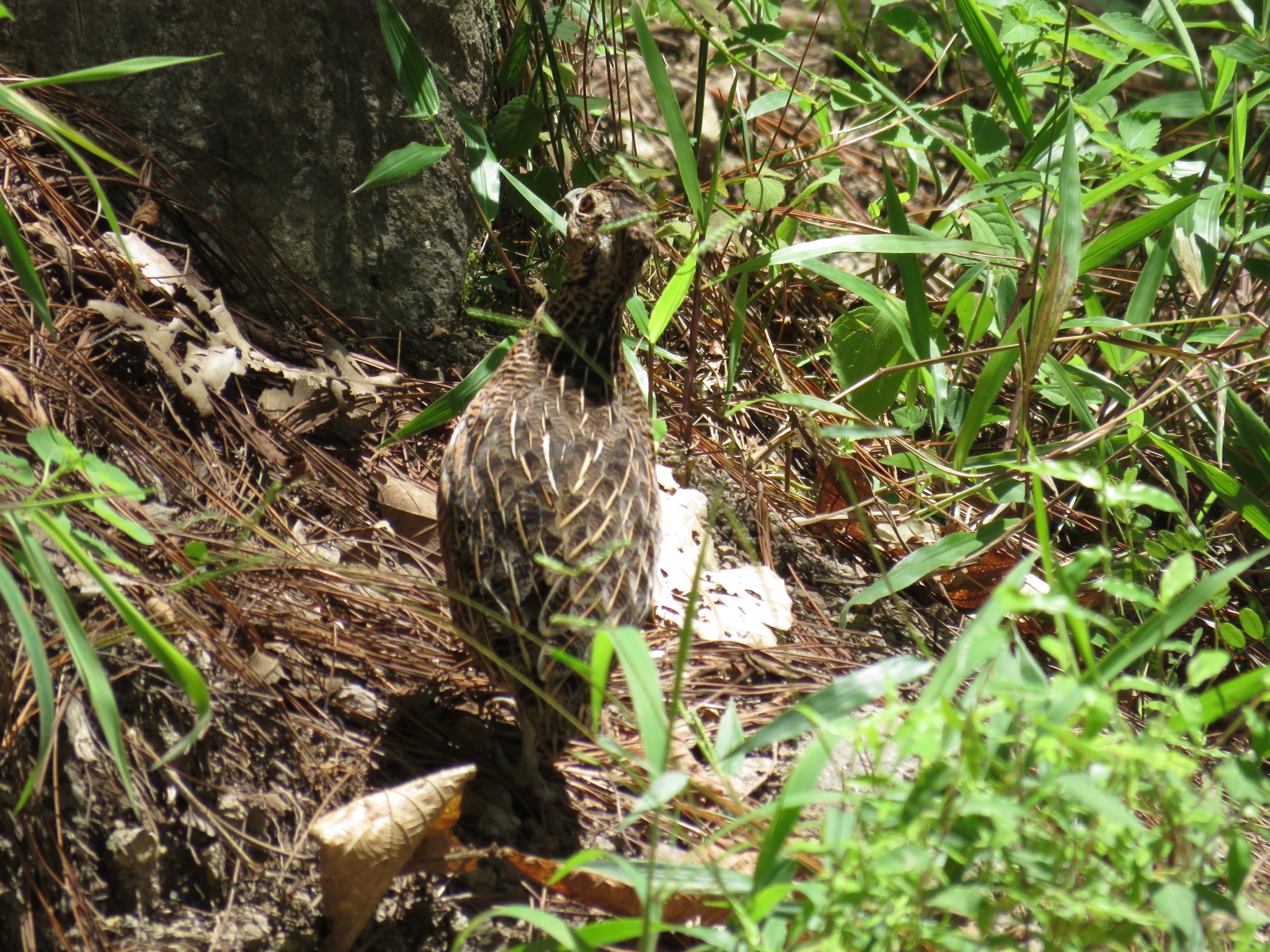 Ocellated Quail (Cyrtonyx ocellatus), photo 3