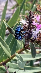 Thyreus caeruleopunctatus