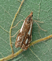 Crambus heringiellus