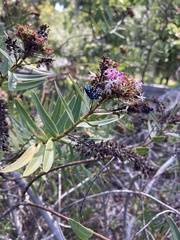 Thyreus caeruleopunctatus