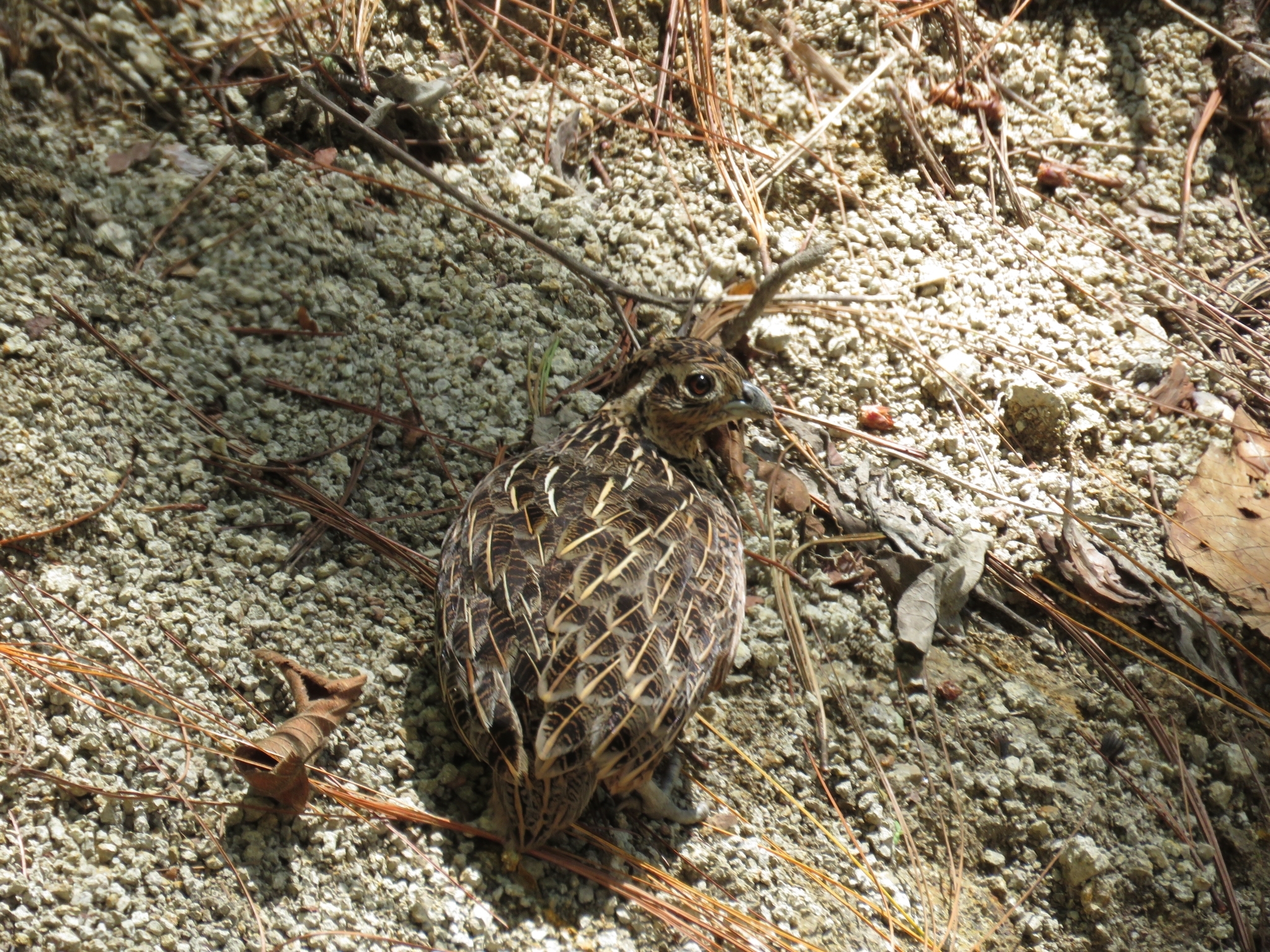 Ocellated Quail (Cyrtonyx ocellatus), photo 4