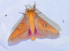 Syssphinx colla