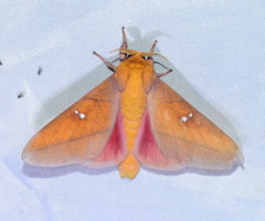 Syssphinx colla