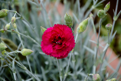 Dianthus caryophyllus