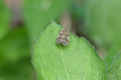 Lophopinae