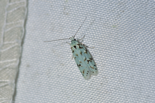 Green lichen tuft moth photo 4