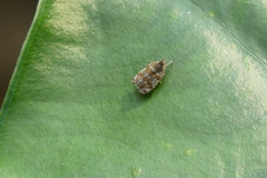 Lophopinae