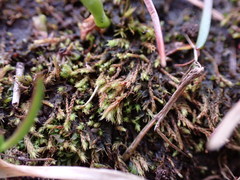 Philonotis capillaris