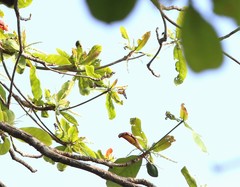 Dysphania subrepleta