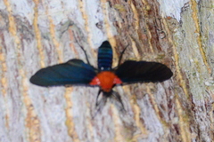 Psoloptera basifulva