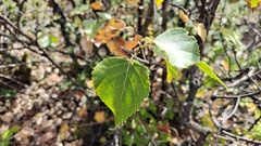 Betula pendula szechuanica
