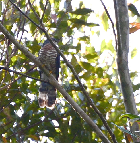Dark Hawk-Cuckoo (Hierococcyx bocki), photo 9