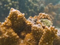 Montipora capitata