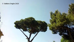 Pinus pinea
