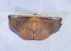 Polla hemeraria