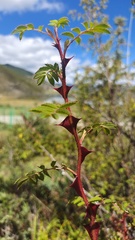 Rosa omeiensis