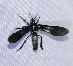 Macrocneme chrysitis
