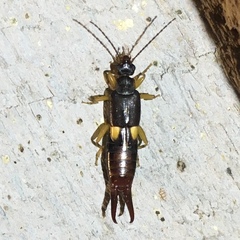 Spongiphoridae