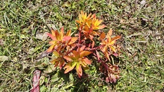 Stellera chamaejasme