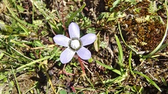 Comastoma