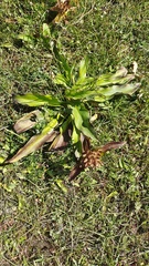 Gentiana crassicaulis