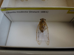 Ollanta modesta