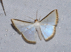 Leuciris fimbriaria