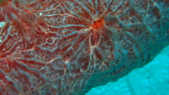 Monanchora clathrata