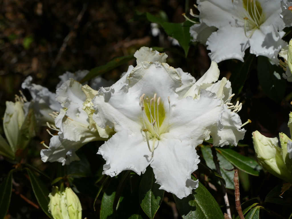 Rhododendron veitchianum (Rhododendron veitchianum)