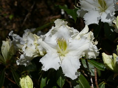 Rhododendron veitchianum