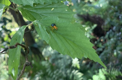 Tomapoderus coeruleipennis
