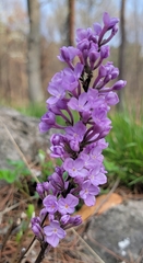 Daphne genkwa