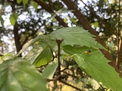 Tomapoderus coeruleipennis