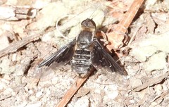 Hemipenthes seminiger